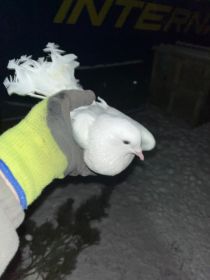 Sprzedam gołębie pawiki