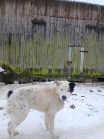 Oddam psa w dobre ręce