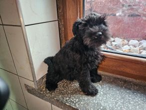 Oddam psa w dobre ręce