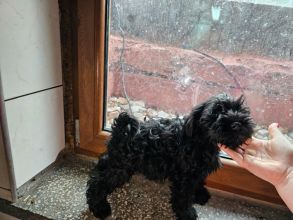 Oddam psa w dobre ręce