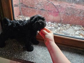 Oddam psa w dobre ręce