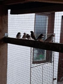 Gołąbki Diamentowe