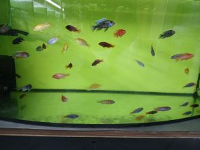 Rybki akwariowe różne pyszczaki