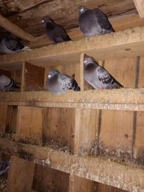 Witam sprzedam pocztowe i mewki cena do uzgodnienia...