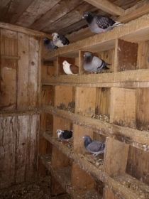 Witam sprzedam pocztowe i mewki cena do uzgodnienia...