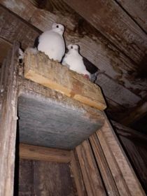 Witam sprzedam pocztowe i mewki cena do uzgodnienia...