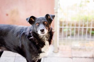 Sonia - spokojna, delikatna sunia szuka domu!