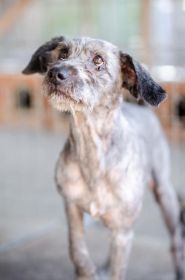 Misiek - przyjazny, wesoły psiak szuka domu!