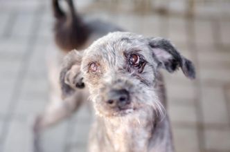 Misiek - przyjazny, wesoły psiak szuka domu!