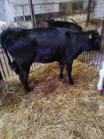 Sprzedam jałówkę mięsną