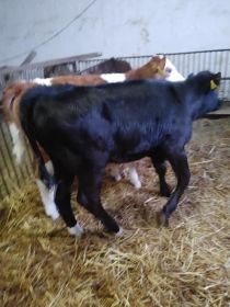 Sprzedam jałówkę mięsną