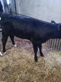 Sprzedam jałówkę mięsną