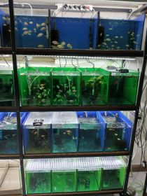 Rybki akwariowe różne