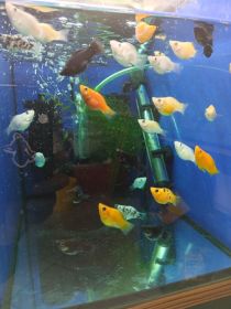 Rybki akwariowe różne