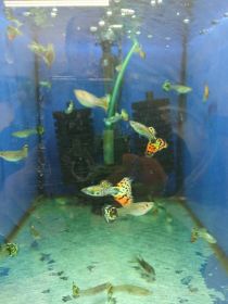 Rybki akwariowe różne gupiki