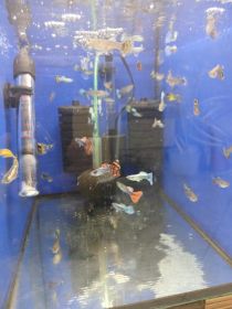 Rybki akwariowe różne gupiki