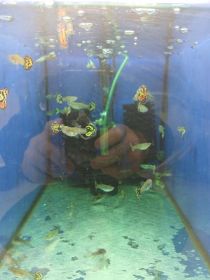 Rybki akwariowe różne gupiki