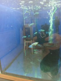 Rybki akwariowe różne gupiki