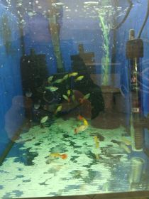 Rybki akwariowe różne gupiki