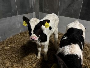 Sprzedam jałóweczki