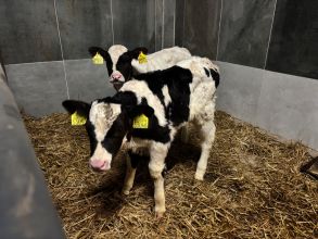 Sprzedam jałóweczki