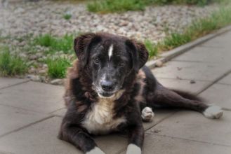 Wania - kochany psiak szuka domu!