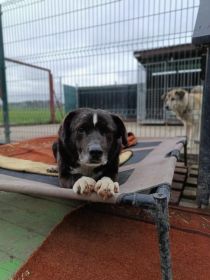 Wania - kochany psiak szuka domu!