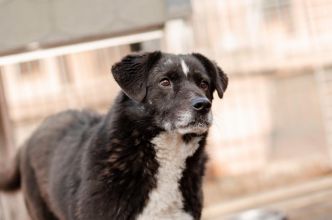 Wania - kochany psiak szuka domu!