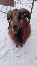 Sprzedam baranka kamerońskiego