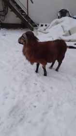 Sprzedam baranka kamerońskiego