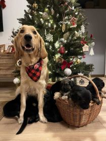 Szczeniaki szukają nowych domów