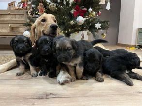 Szczeniaki szukają nowych domów