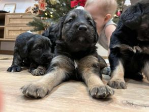 Szczeniaki szukają nowych domów