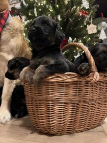 Szczeniaki szukają nowych domów