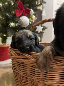 Szczeniaki szukają nowych domów