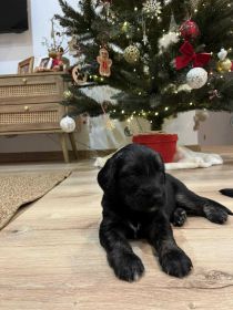 Szczeniaki szukają nowych domów