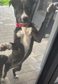 Suczka w typie amstaff