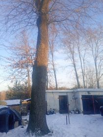 Dąb tartaczny kłoda