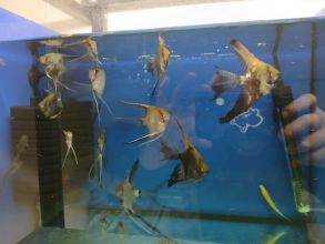 Rybki akwariowe różne