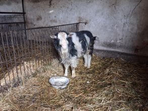 Sprzedam capa biało czarny