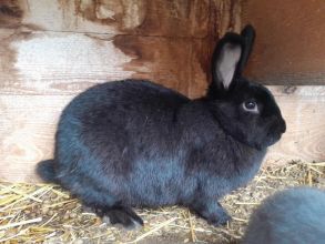 Sprzedam samice mieszaną