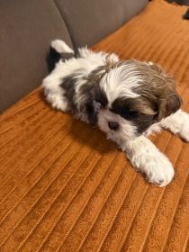 Shih tzu