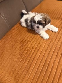 Shih tzu