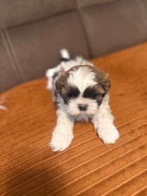 Shih tzu