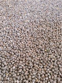 Łubin wąskolisnty niebieski gorzki