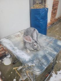 Królik prawie 7 miesięcy