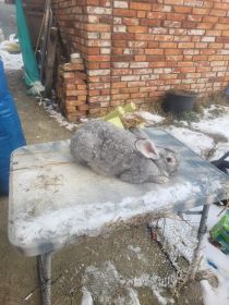 Królik prawie 7 miesięcy