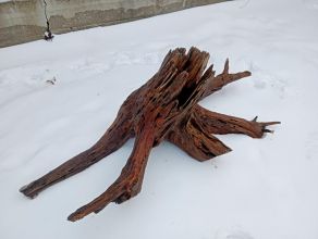 Sprzedam duży korzeń do akwarium