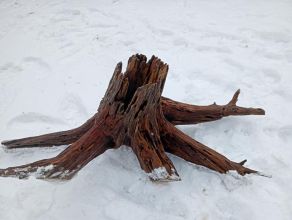 Sprzedam duży korzeń do akwarium