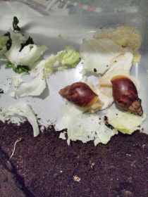 Ślimaki afrykańskie albino+ ekipa sprzątająca
